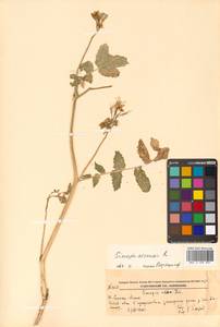 Rhamphospermum arvense (L.) Andrz. ex Besser, Сибирь, Дальний Восток (S6) (Россия)