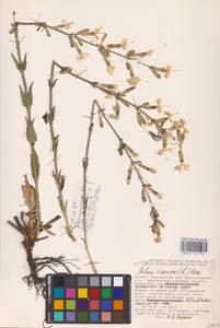 Смолевка клейкая (L.) Pers., Восточная Европа, Центральный лесостепной район (E6) (Россия)