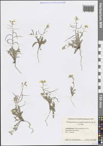 Стеригма иглоплодная (Fisch. & C.A.Mey.) Kuntze, Кавказ, Азербайджан (K6) (Азербайджан)