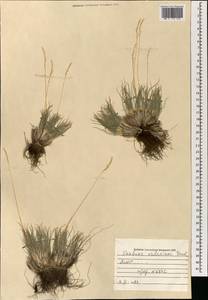 Овсяница валисская, Типчак Schleich. ex Gaudin, Монголия (MONG) (Монголия)