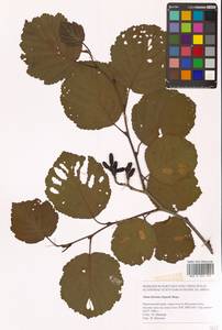 Ольха волосистая (Spach) Rupr., Сибирь, Дальний Восток (S6) (Россия)