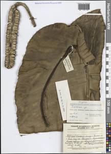 Диоскорея, Зарубежная Азия (ASIA) (КНР)