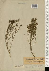 Gnidia polycephala (C.A. Mey.) Gilg ex Engl., Африка (AFR) (ЮАР)