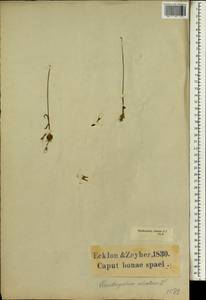 Drimia ciliata (L.f.) J.C.Manning & Goldblatt, Африка (AFR) (ЮАР)