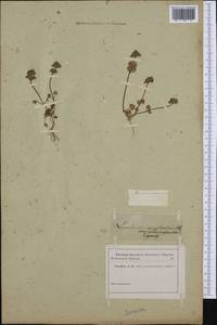 Яснотка стеблеобъемлющая L., Западная Европа (EUR) (Неизвестно)