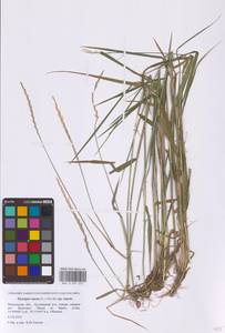 Пырейник ползучий (L.) Gould, Восточная Европа, Московская область и Москва (E4a) (Россия)