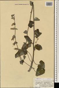 Колокольчик чесночннцелистный Willd., Кавказ, Абхазия (K4a) (Абхазия)