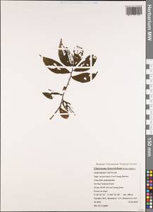 Elatostema heterolobum Hallier fil., Зарубежная Азия (ASIA) (Вьетнам)