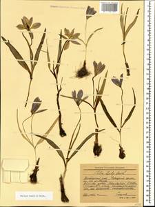 Тюльпан приземистый Herb., Кавказ, Краснодарский край и Адыгея (K1a) (Россия)