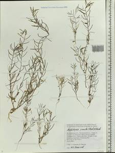 Sisymbrium pumilum Stephan, Восточная Европа, Нижневолжский район (E9) (Россия)