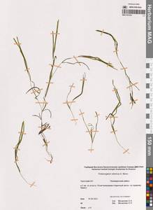Рдест сибирский A.Benn., Сибирь, Чукотка и Камчатка (S7) (Россия)