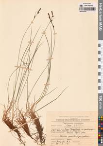 Осока шаровидная L., Сибирь, Чукотка и Камчатка (S7) (Россия)