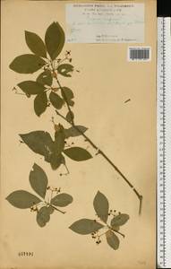 Бересклет европейский L., Восточная Европа, Центральный лесостепной район (E6) (Россия)