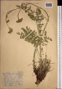 Жабрица скученная (L.) Rchb.fil., Сибирь, Западный (Казахстанский) Алтай (S2a) (Казахстан)