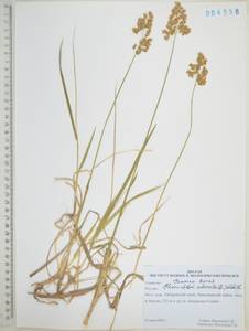 Anthoxanthum nitens (Weber) Y.Schouten & Veldkamp, Сибирь, Дальний Восток (S6) (Россия)