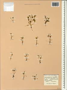 Лютик бокоцветковый DC., Кавказ, Краснодарский край и Адыгея (K1a) (Россия)