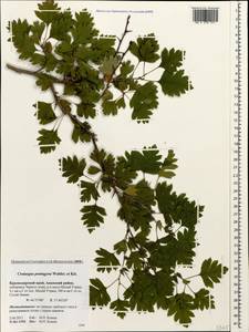 Боярышник пятипестичный Waldst. & Kit. ex Willd., Кавказ, Краснодарский край и Адыгея (K1a) (Россия)