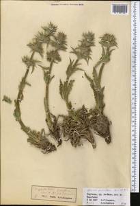 Cryptothladia parviflora (Kar. & Kir.) M. J. Cannon, Средняя Азия и Казахстан, Северный и Центральный Тянь-Шань (M4) (Киргизия)
