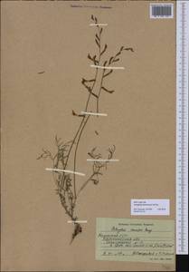 Astragalus kustanaicus Popov, Средняя Азия и Казахстан, Северный и Центральный Казахстан (M10) (Казахстан)