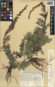 Artemisia vulgaris subsp. inundata Darijma, Монголия (MONG) (Монголия)