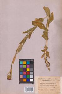 Смолевка халцедоновая, Зорька (L.) E.H.L.Krause, Восточная Европа, Восточный район (E10) (Россия)