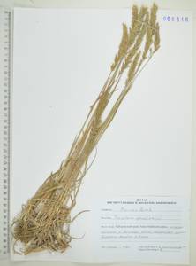 Koeleria spicata (L.) Barberá, Quintanar, Soreng & P.M.Peterson, Сибирь, Дальний Восток (S6) (Россия)