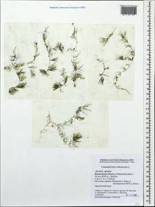 Роголистник светло-зеленый L., Восточная Европа, Центральный лесостепной район (E6) (Россия)