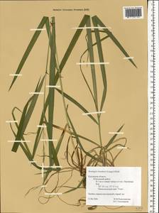 Костер Бенекена (Lange) Trimen, Восточная Европа, Центральный район (E4) (Россия)