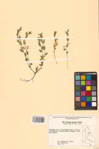 Истод японский Houtt., Сибирь, Дальний Восток (S6) (Россия)