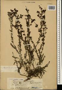 Подмаренник распростертый M.Bieb., Кавказ, Азербайджан (K6) (Азербайджан)