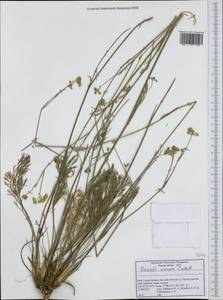 Seseli montanum subsp. tommasinii (Rchb.fil.) Arcang., Западная Европа (EUR) (Италия)