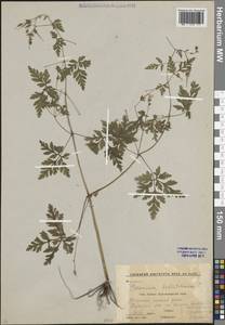 Герань Роберта L., Кавказ, Краснодарский край и Адыгея (K1a) (Россия)