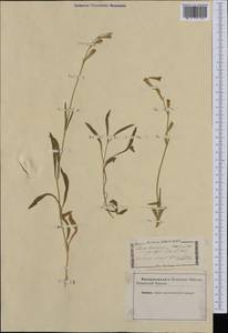 Silene ciliata subsp. graefferi (Guss.) Nyman, Западная Европа (EUR) (Италия)