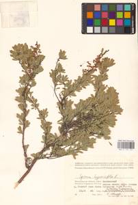 Спирея зверобоелистная, Таволга зверобоелистная L., Восточная Европа, Нижневолжский район (E9) (Россия)