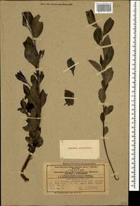 Ива, Кавказ, Азербайджан (K6) (Азербайджан)