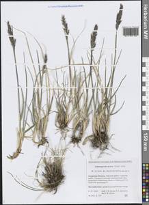 Вейник краснеющий, Сибирь, Дальний Восток (S6) (Россия)