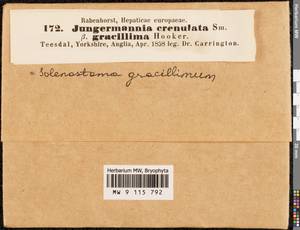 Solenostoma gracillimum (Sm.) R.M. Schust., Гербарий мохообразных, Мхи - Западная Европа (BEu) (Великобритания)