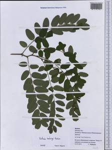 Robinia viscosa var. hartwigii (Koehne)Ashe, Восточная Европа, Московская область и Москва (E4a) (Россия)