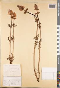 Pedicularis anthemifolia subsp. elatior (Regel) Tsoong, Средняя Азия и Казахстан, Джунгарский Алатау и Тарбагатай (M5) (Казахстан)