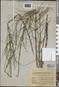 Хвощ приречный, Хвощ топяной L., Сибирь, Дальний Восток (S6) (Россия)