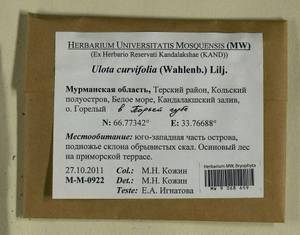 Ulota curvifolia (Wahlenb.) Sw., Гербарий мохообразных, Мхи - Карелия, Ленинградская и Мурманская области (B4) (Россия)
