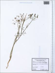 Буниум мелкоплодный (Boiss.) Freyn & Sint. ex Freyn, Зарубежная Азия (ASIA) (Турция)