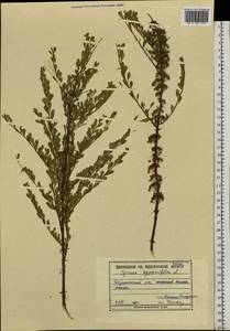 Спирея зверобоелистная, Таволга зверобоелистная L., Сибирь, Алтай и Саяны (S2) (Россия)