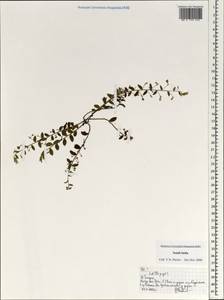 Magnoliopsida, Зарубежная Азия (ASIA) (Индия)