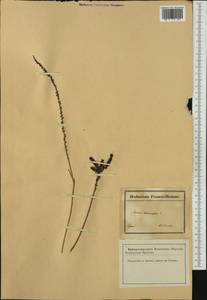 Haloxylon tamariscifolium (L.) Pau, Западная Европа (EUR) (Франция)