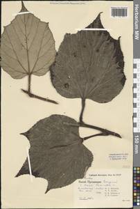 Ежевика, Зарубежная Азия (ASIA) (КНР)