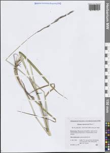 Пырейник фиолетовый (Hornem.) J.Feilberg, Сибирь, Чукотка и Камчатка (S7) (Россия)