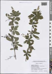 Барбарис обыкновенный L., Восточная Европа, Северо-Западный район (E2) (Россия)