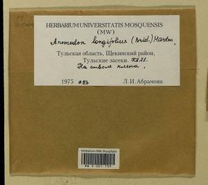 Anomodontella longifolia (Schleich. ex Brid.) Ignatov & Fedosov, Гербарий мохообразных, Мхи - Центральное Нечерноземье (B6) (Россия)