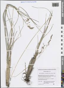 Овсяница алтайская Trin., Сибирь, Чукотка и Камчатка (S7) (Россия)